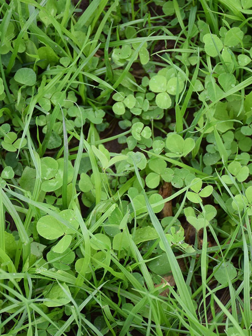 No-Till Wildlife Clover Mix